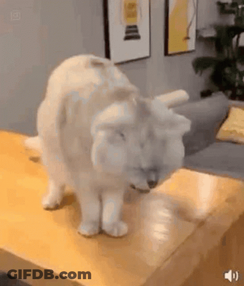 White Cat Puking GIF