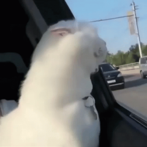 White Cat Road Trip GIF