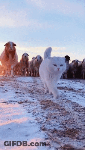 White Cat Running In Front Of Sheep GIF