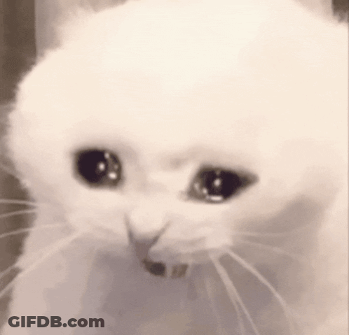 White Cat Sad Eyes GIF