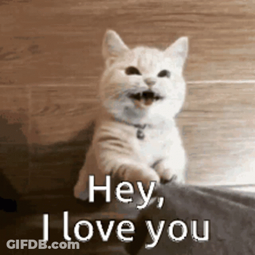 White Cat Saying Hey I Love You GIF