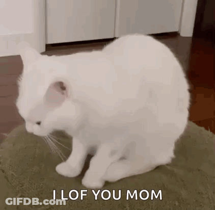 White Cat Saying I Love You Mom GIF
