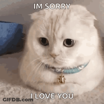 White Cat Saying Sorry And I Love You GIF