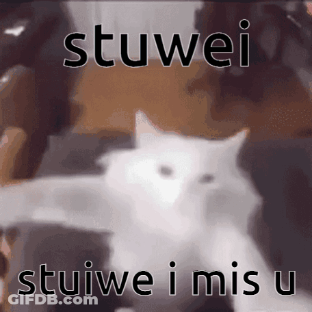 White Cat Saying Stuwei Stuiwe I Mis U GIF