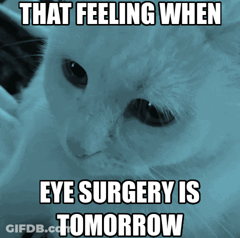 White Cat Saying That Feeling When Eye Surgery Is Tomorrow GIF