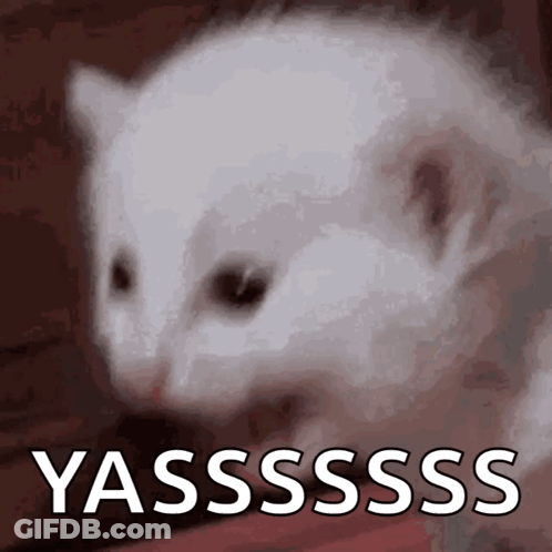 White Cat Saying Yassss GIF