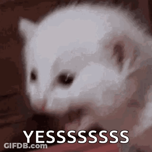 White Cat Saying Yesssss GIF