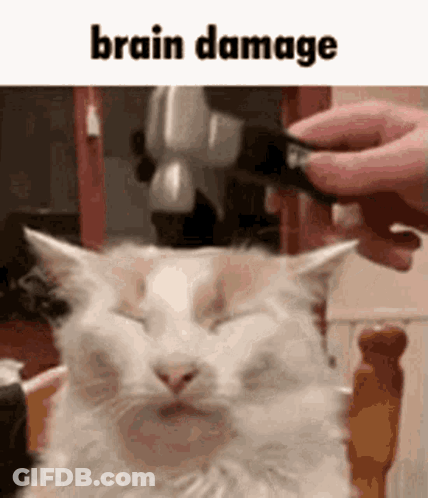 White Cat Scratched By Hammer While Sleeping GIF