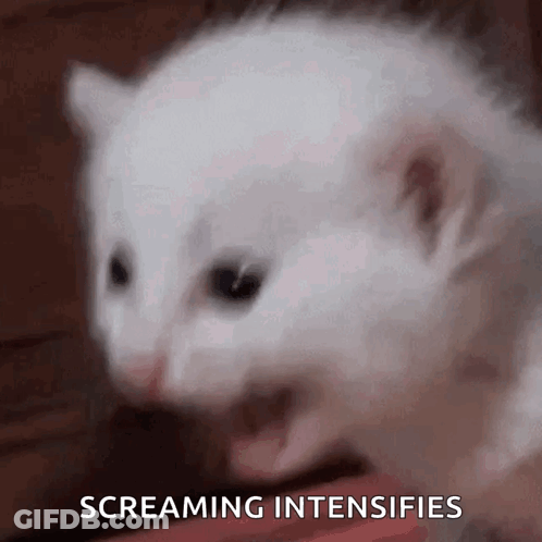 White Cat Screaming With Mouth Open GIF