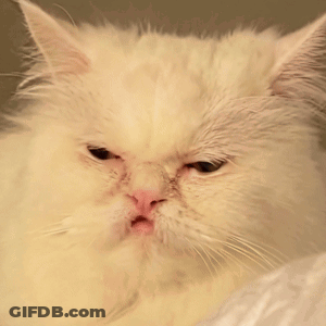 White Cat Serious Close Up GIF
