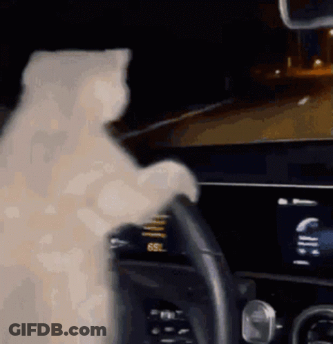 White Cat Sitting At Car Steering Wheel At Night GIF