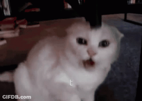 White Cat Sitting Beside Letter T GIF