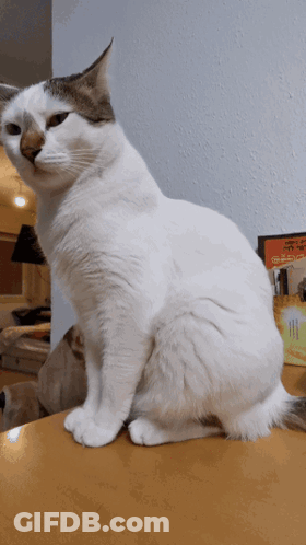 White Cat Sitting By Chicken Box GIF