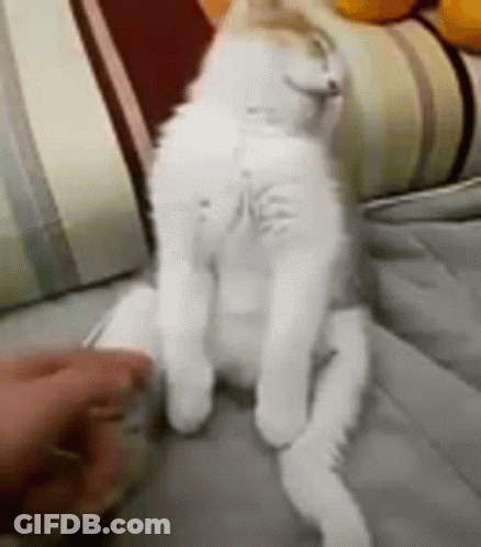 White Cat Sitting Cross-Legged GIF
