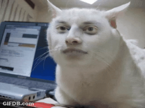 White Cat Sitting In Front Of Lenovo Laptop GIF