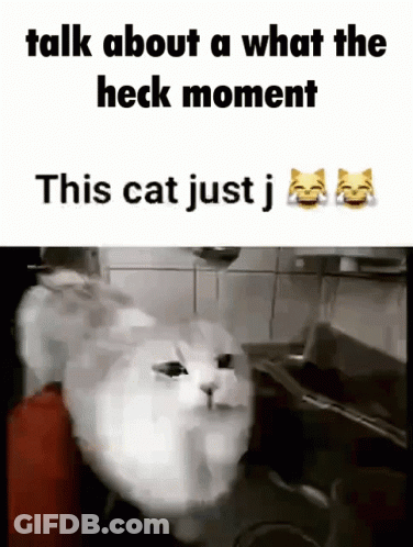 White Cat Sitting In Kitchen Sink Saying What The Heck GIF