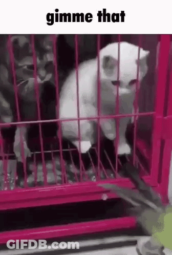 White Cat Sitting In Pink Cage With Another Cat GIF