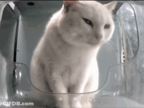 White Cat Sitting In Plastic Container GIF