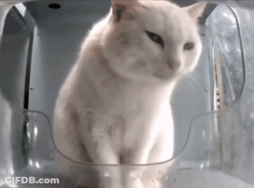 White Cat Sitting Inside Clear Plastic Container GIF