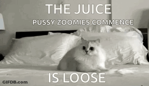 White Cat Sitting On Bed GIF