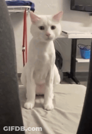 White Cat Sitting On Bed Looking GIF