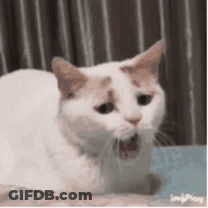 White Cat Sitting On Bed With Open Mouth GIF