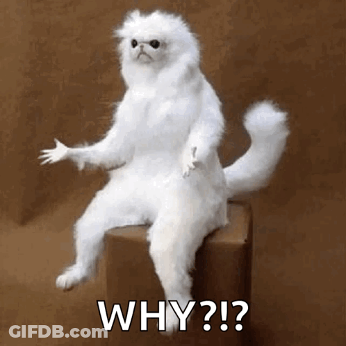 White Cat Sitting On Box Asking Why GIF