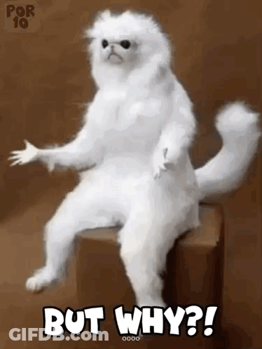 White Cat Sitting On Box Saying But Why GIF