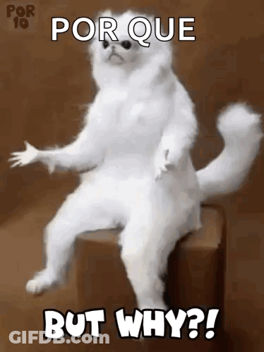 White Cat Sitting On Box Saying Porque But Why GIF