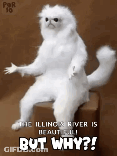 White Cat Sitting On Box Saying The Illinois River Is Beautiful But Why GIF