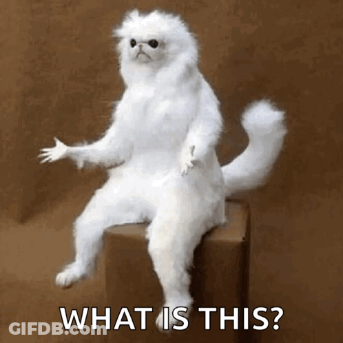 White Cat Sitting On Box Saying What GIF