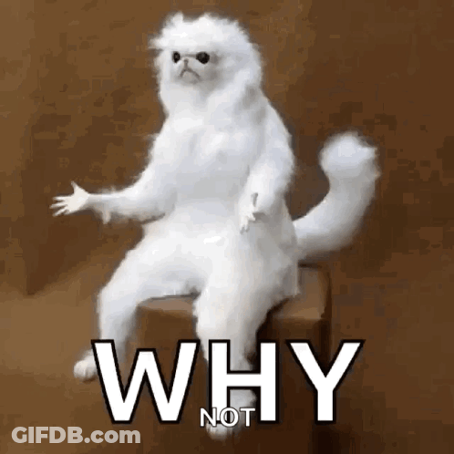 White Cat Sitting On Box Saying Why Not GIF