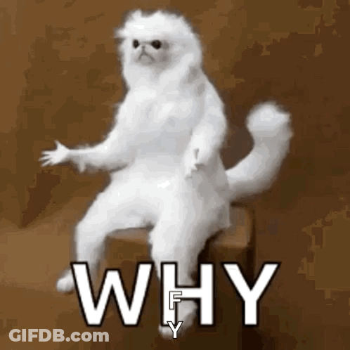 White Cat Sitting On Box Saying Why GIF