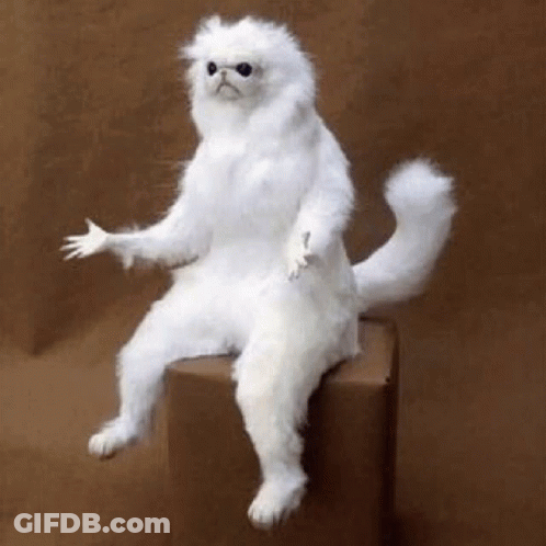 White Cat Sitting On Box GIF