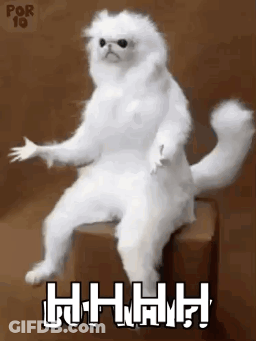 White Cat Sitting On Box With Paws Outstretched Saying Hhhh GIF