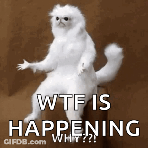 White Cat Sitting On Box WTF Is Happening Why GIF