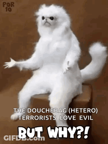 White Cat Sitting On But Why Box GIF