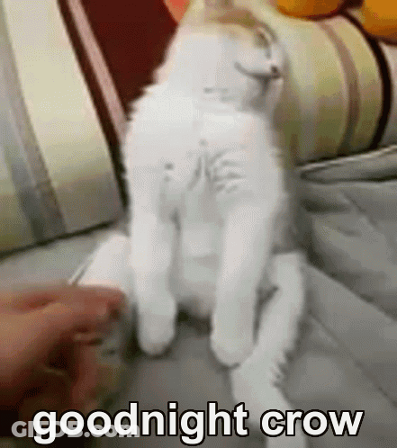 White Cat Sitting On Couch Goodnight Crow GIF