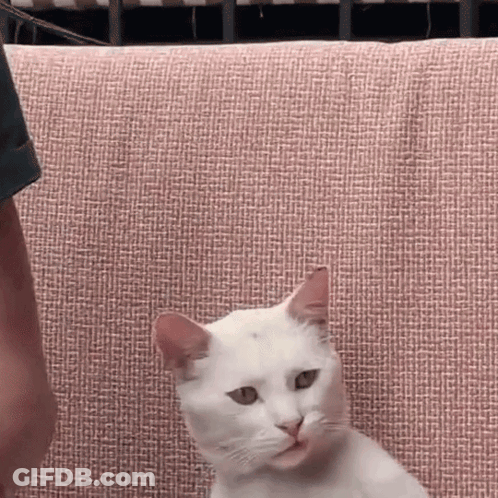 White Cat Sitting On Pink Couch GIF