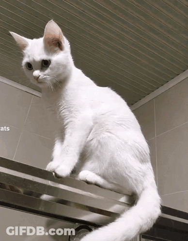 White Cat Sitting On Railing With Cats GIF