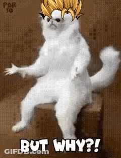 White Cat Sitting On Stool With But Why GIF