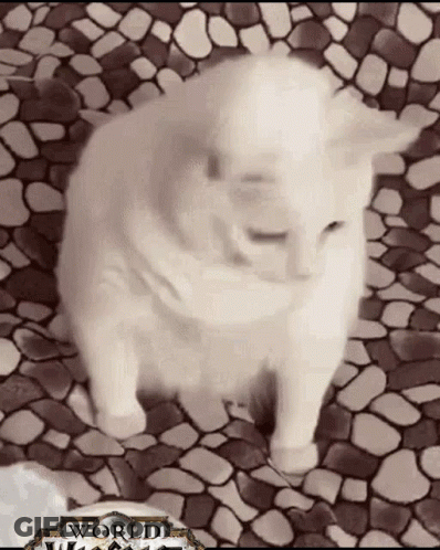 White Cat Sitting On Tiled Floor GIF