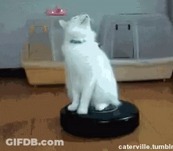 White Cat Sitting On Vacuum Cleaner GIF