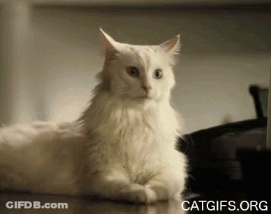 White Cat Sitting On Wooden Floor Looking At Camera GIF