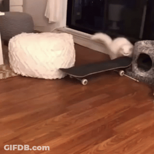White Cat Skateboarding GIF