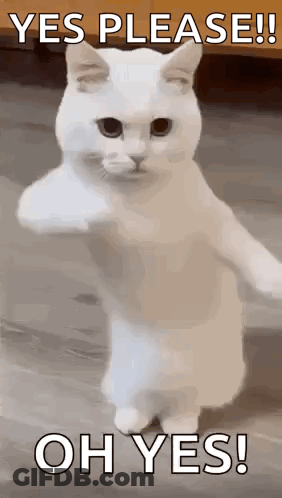 White Cat Standing Giving Thumbs Up GIF