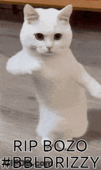 White Cat Standing Hind Legs Rip Bozo #Bbldrizzy GIF
