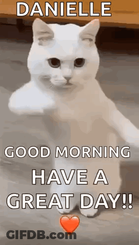White Cat Standing Hind Legs Says Good Morning GIF