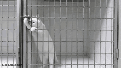 White Cat Standing In Cage GIF