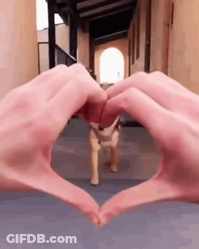 White Cat Standing In Front Of Door GIF